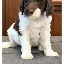 Miss Lavender - Chocolate female Australian Labradoodle puppy in Wake Forest, North Carolina from Lucky Country Labradoodles