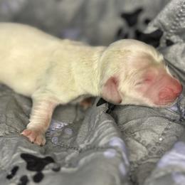 Girl 3 - Cream female Dachshund puppy in Vancouver, Washington from Cascade Minis