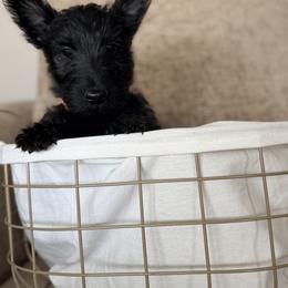 Cherry Coke - Black female Scottish Terrier puppy in Bristol, Virginia from Schrute Farms Canine Clan