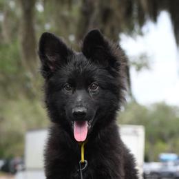 Talia(Yellow Collar Female) - Black female German Shepherd puppy in Hawthorne, Florida from Lace's High Flying German Shepherds And Golden Retrievers