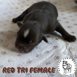 Josefina - Red tri female Miniature Australian Shepherd puppy in Jaroso, Colorado from Heaven Sent Aussies