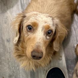 Ava - Dachshund