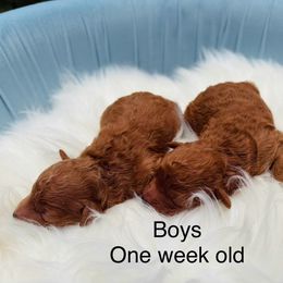 Pekingese and Poodle Puppies from Dogs lovers