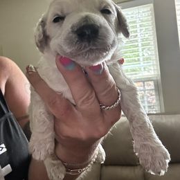 Blue Collar Male - White male Poodle puppy in Savannah, Georgia from Coastal Poodles