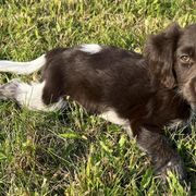 Bracco Italianos, Kleine Munsterlanders, and Spinoni Italiani from Lumpy's Kennels