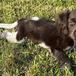 Bracco Italianos, Kleine Munsterlanders, and Spinoni Italiani from Lumpy's Kennels