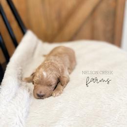 Jade - Apricot female Maltipoo puppy in Huntsville, Texas from Nelson Creek Farms