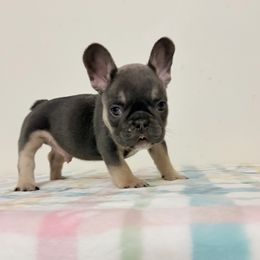 Chandler - Tricolors male French Bulldog puppy in Phoenix, Arizona from JK French Bulldog Kennel