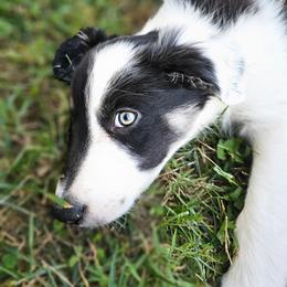 Border Collie Puppies from Spotted Feather Farm