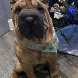 Chinese Shar-Pei Puppies from Blackwitch Farms