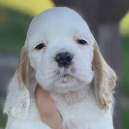 Brew - Red and white Cocker Spaniel puppy in Escondido, California from B-Cubed Cockers