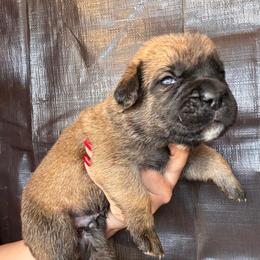 Fawn 1- Orange Collar - Fawn male Cane Corso puppy in Compton, California from Urban League Cane Corso
