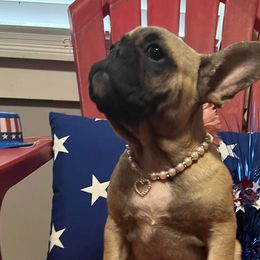 Girl 1 - Fawn French Bulldog puppy in Tennessee from West Tennesse Frenchies