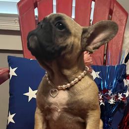 Girl 1 - Fawn French Bulldog puppy in Tennessee from West Tennesse Frenchies
