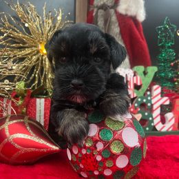 Hope - Black and silver female Miniature Schnauzer puppy in Grayson, Kentucky from Seventh Heaven Schnauzers
