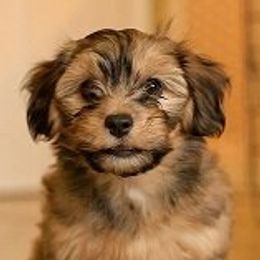 Havanese Puppies from Col-Haven Havanese