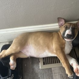 Bull Terrier Puppies from Lynn Hill Bull Terriers