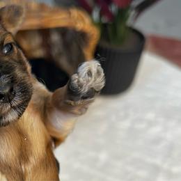 Athena - Wheaten female Miniature Schnauzer puppy in Menifee, California from Moonshine’s Minis