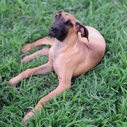 Squirt - Fawn female Great Dane puppy in Cunningham, Kansas from Garden Grove Great Danes