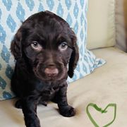Boy green - Chocolate male Boykin Spaniel puppy in Dublin, Georgia from Ashcraft's Boykin Spaniels