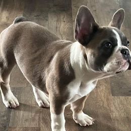 Reagan - French Bulldog