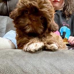 Penny - Chocolate and tan female Shih Tzu puppy in Running Springs, California from Amanda's Shih Tzus