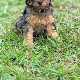 Yellow - Merle female Bernedoodle puppy in Charleston, South Carolina from Palm Belle Doodles