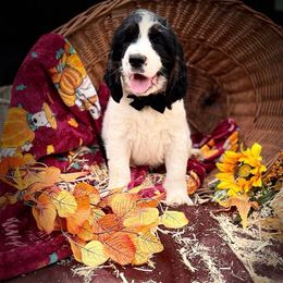 Rhys - Black white and tan male English Springer Spaniel puppy in Cookeville, Tennessee from Krossroads Kennel