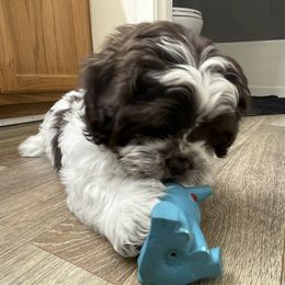 Shih Tzu Puppies from TACG