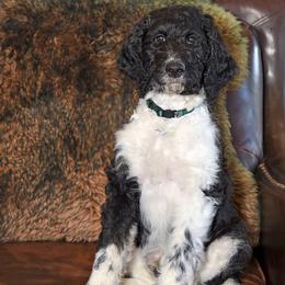 Timber - Parti male Goldendoodle puppy in Idaho Falls, Idaho from High Quality Goldendoodles