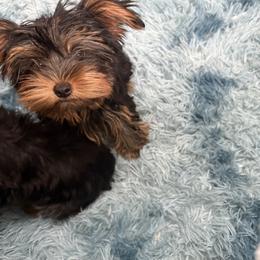 Girl - Yorkshire Terrier