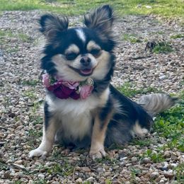 Tristian - Chihuahua