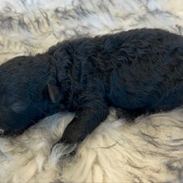 Blade - Black male Poodle puppy in Tampa, Florida from Designer Puppy Boutique