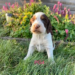PG4 - Tri-Roan female English Springer Spaniel puppy in Britton, South Dakota from K&S Canines