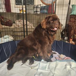 Newfoundland Puppies from Blitz E & E Newfoundlands
