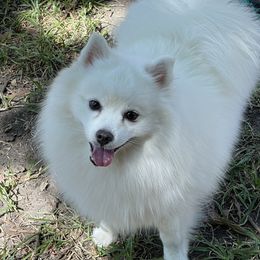 Yoda - American Eskimo Dog