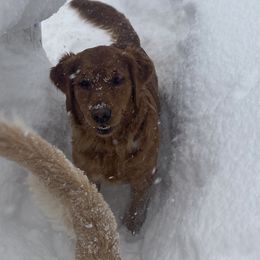 Ruby - Golden Retriever