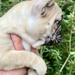 French Bulldogs from Moore Frenchies