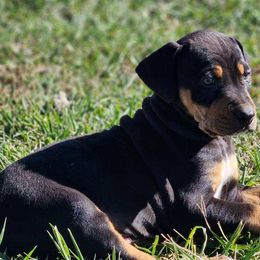 Boy 6 - Catahoula Leopard Dog puppy in Kentucky from Bluegrass Catahoulas