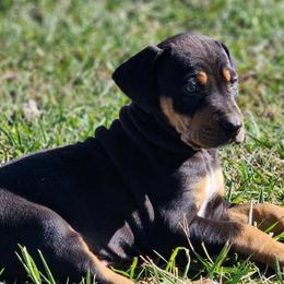Boy 6 - Catahoula Leopard Dog puppy in Kentucky from Bluegrass Catahoulas