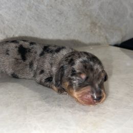 Boy 1 - Dapple male Dachshund puppy in Jurupa Valley, California from Divine Doxies