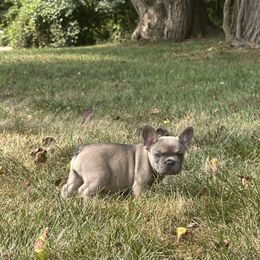French Bulldog Puppies from Christie's Frenchies