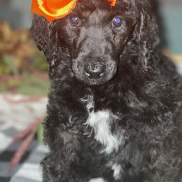 Poodle Puppies from Sooner State Standards