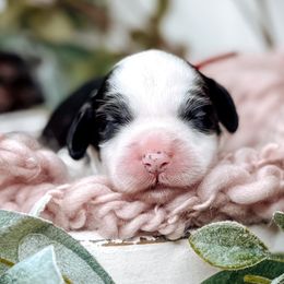 Ridge - Black and chalk male Australian Labradoodle puppy in Decatur, Alabama from Southern Meadows Doodles