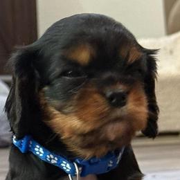 Rolo - Black and tan male Cavalier King Charles Spaniel puppy in Kirksville, Missouri from Royal Country Cavaliers of Missouri