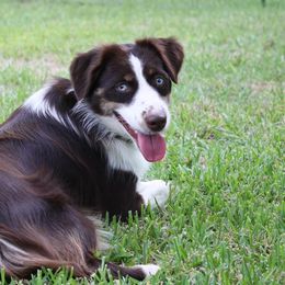 Aussiedoodles and Australian Shepherds from Southern Paws Mini Aussies