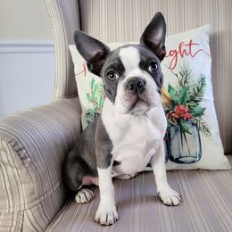 Boston Terrier Puppies from Our Gang Bostons