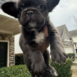 Simba - French Bulldog puppy from Felicia's French Bulldogs
