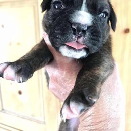 Boxer Puppies from Northwest Florida Boxers