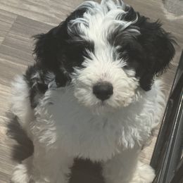 Liberty (Libby) - Lady Liberty Litter - female Australian Mountain Doodle puppy in Greenville, Ohio from Woodbriar Wags